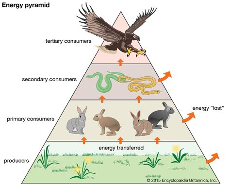Environmental Benefits of Eating at a Lower Trophic Level